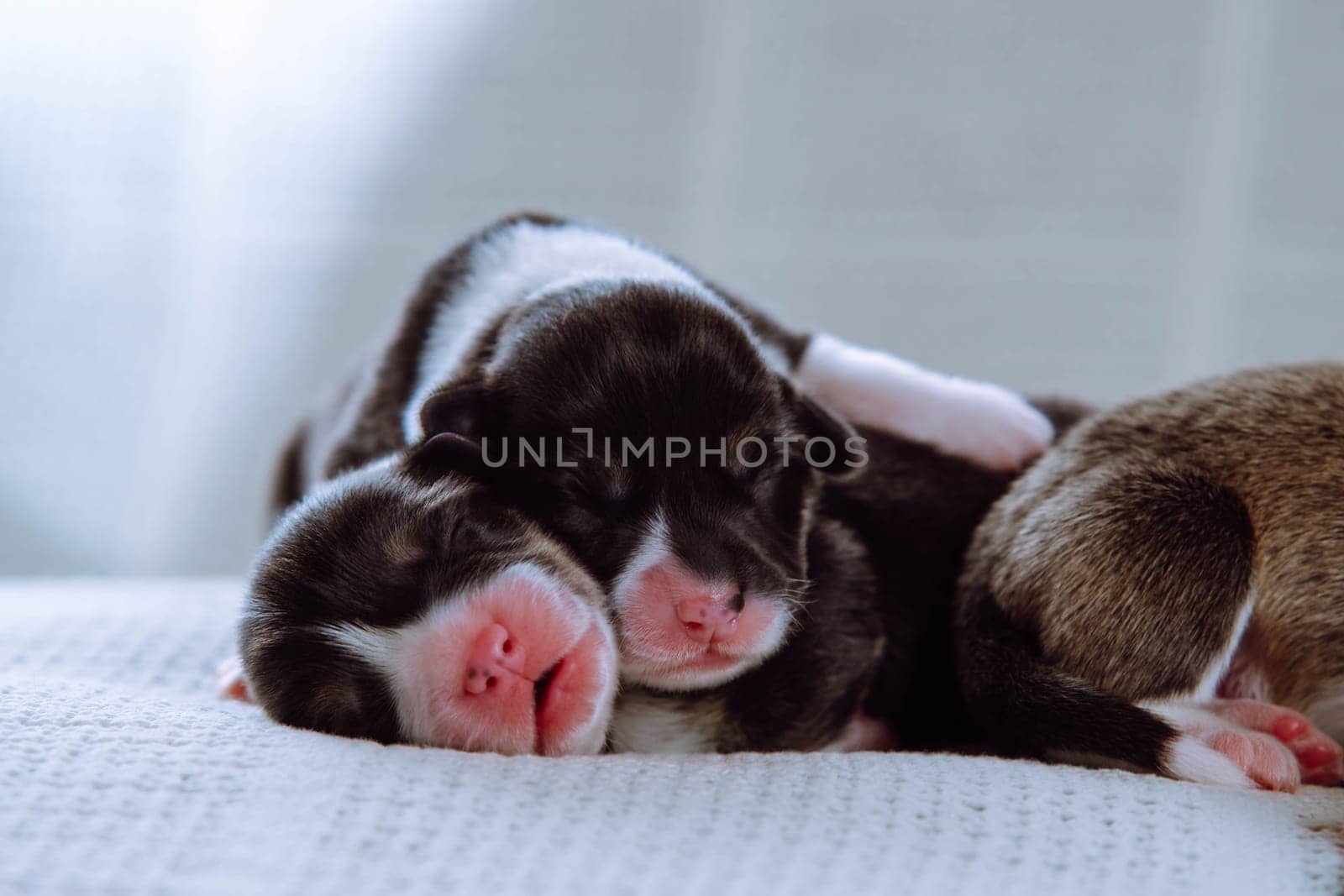 Close-up of three beautiful two-month-old puppies of pet dog pembroke welsh corgi with pink snouts relax sleeping lying on each other on white cotton plaid. Pet love, pet care, dog breeding. Studio.