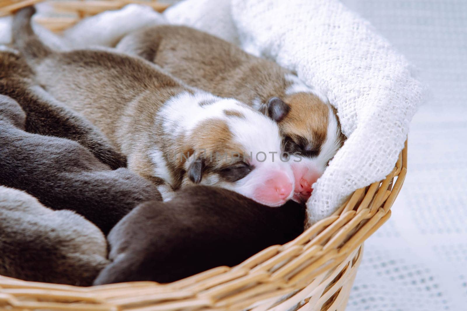 Top view of several lovely two-month-old puppies of dog pembroke welsh corgi resting sleeping dreaming in different poses in wicker basket on white cotton plaid. Pet love, pet care, breeding. Studio.
