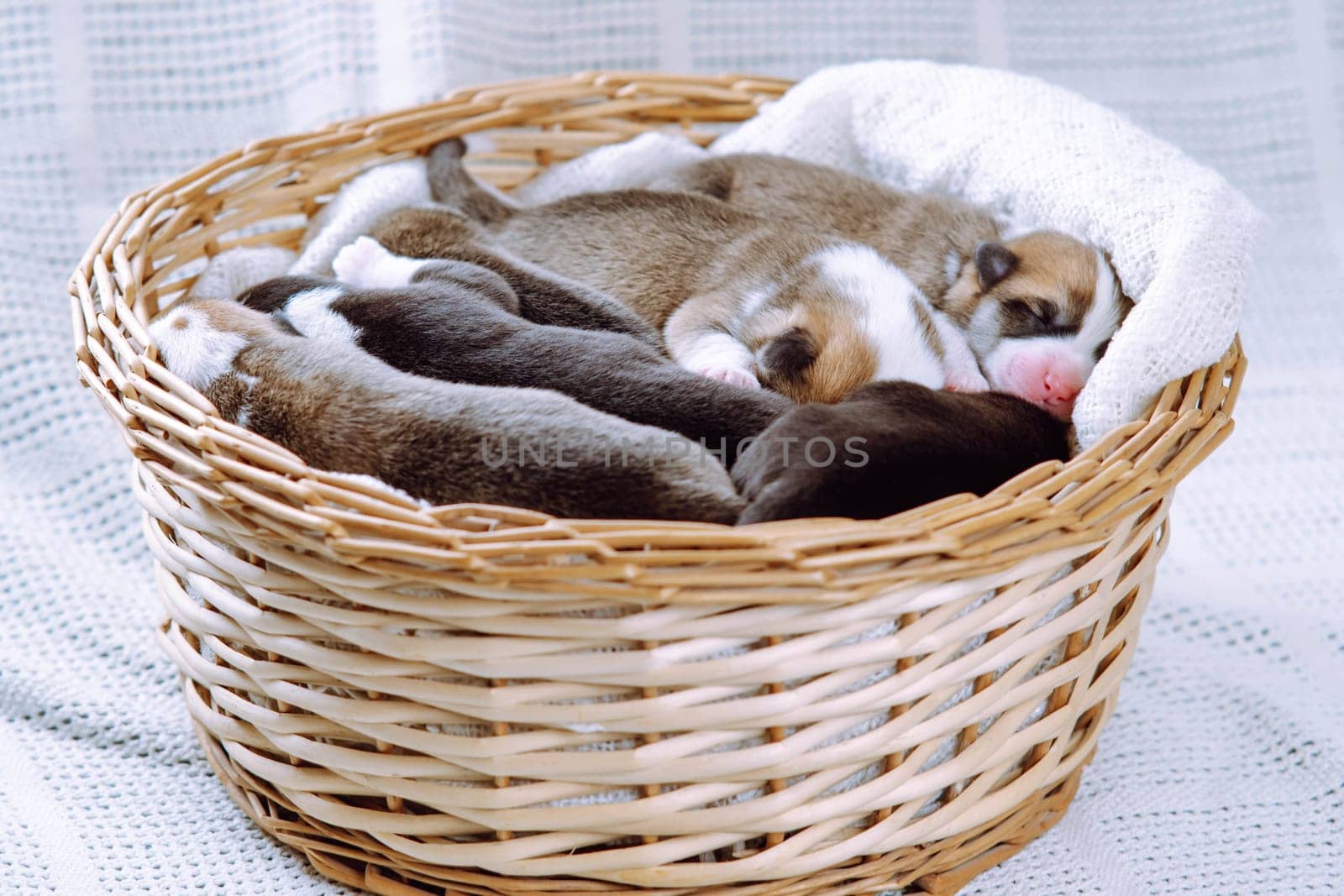 Portrait of several amazing two-month-old puppies of dog pembroke welsh corgi relaxing sleeping lying in different poses in wicker basket on white plaid. Pet love, pet care, dog breeding. Studio.