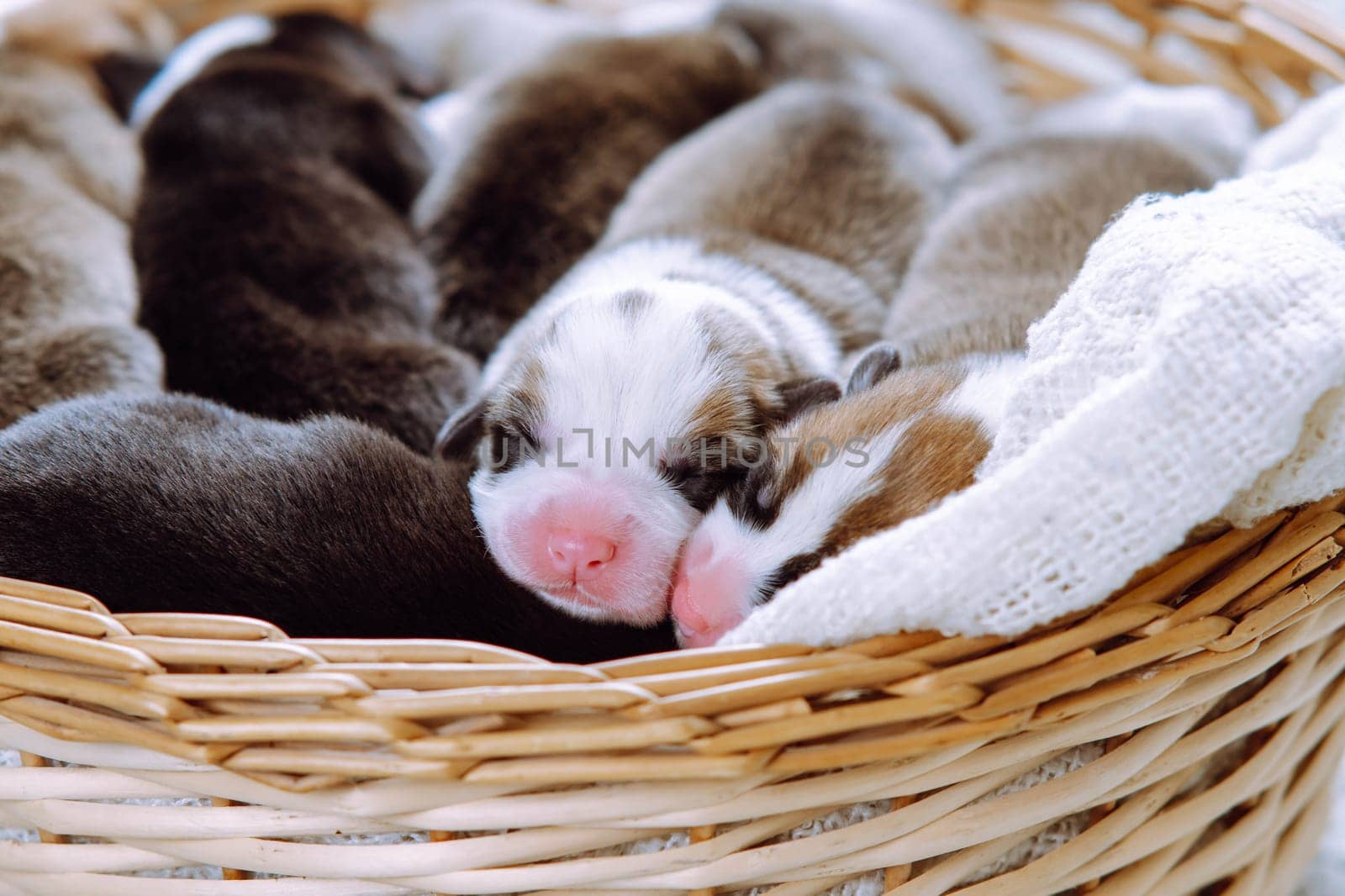 Portrait of several adorable two-month-old puppies of dog pembroke welsh corgi relaxing sleeping lying in different poses in wicker basket on white plaid. Pet love, pet care, dog breeding. Studio.