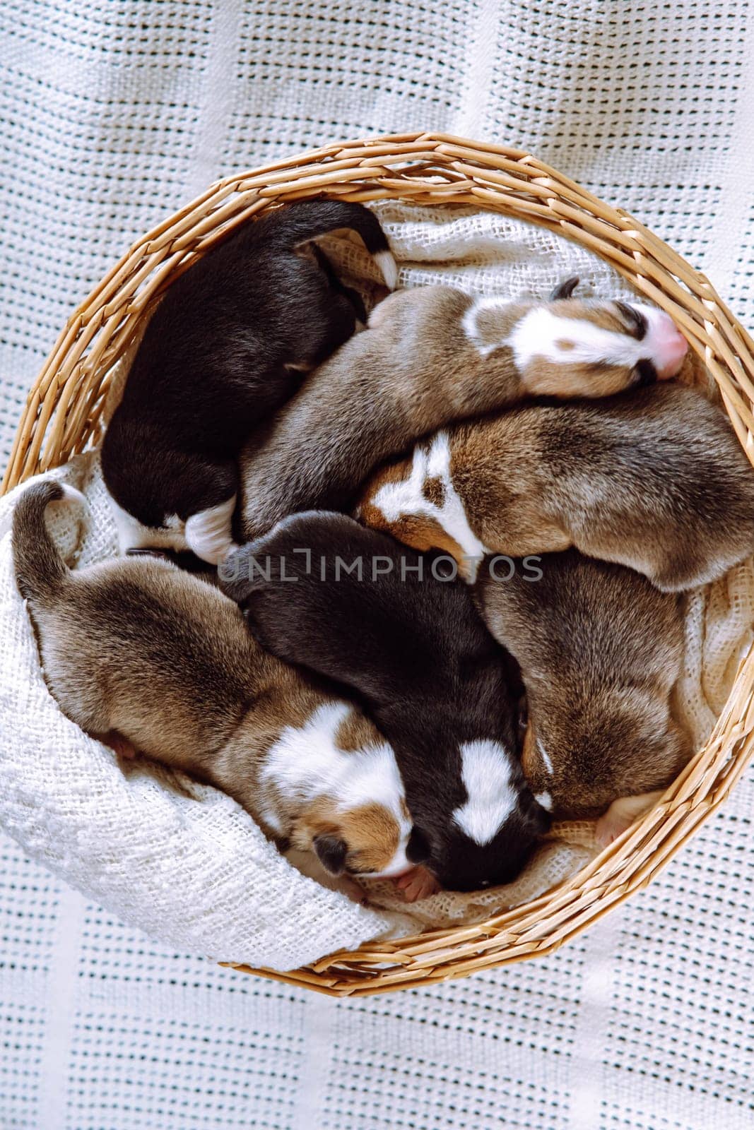 Top view of several pretty two-month-old puppies of dog pembroke welsh corgi sleeping dreaming in different poses in wicker basket on white plaid. Pet love, pet care, dog breeding. Studio, vertical.
