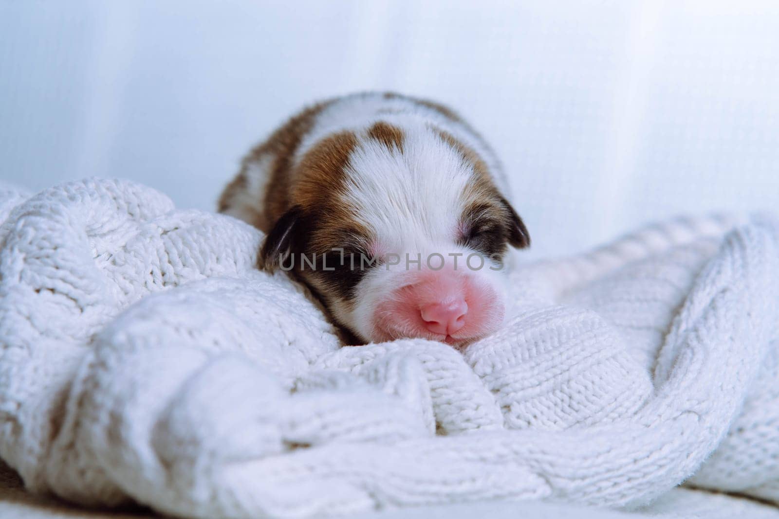 Very first portrait of newborn baby Welsh corgi, who sleeps on snow-white knitted blanket. Maintenance and feeding of pets. Raising puppies. Dog breeding. Love and care. Comfort and safety.