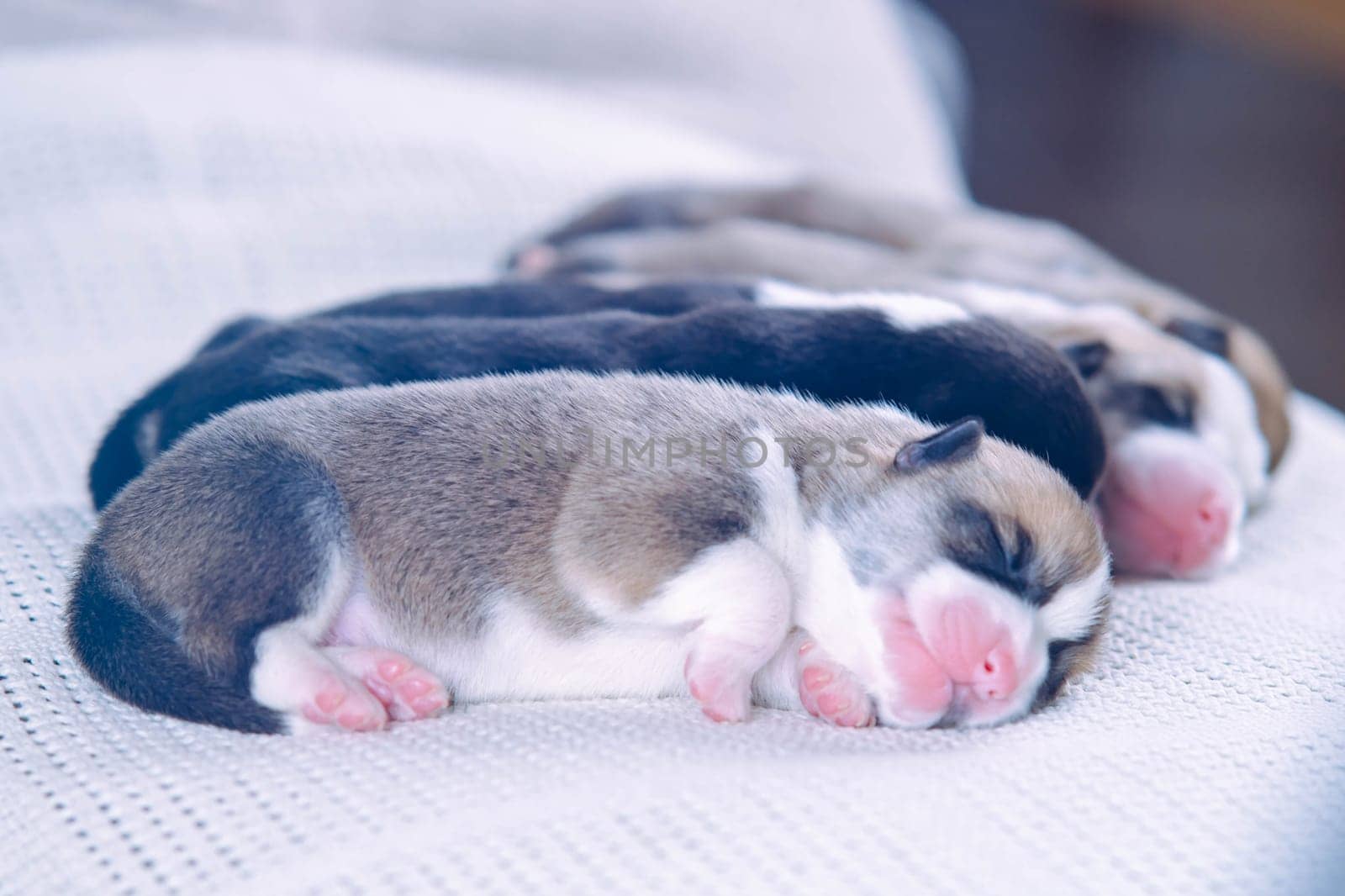 Group of newborn Welsh corgi puppies cuddling up to each other sleeping on snow - white blanket at home. Keeping and feeding pets. Dog breeding. Veterinary care during childbirth. Raising puppies.