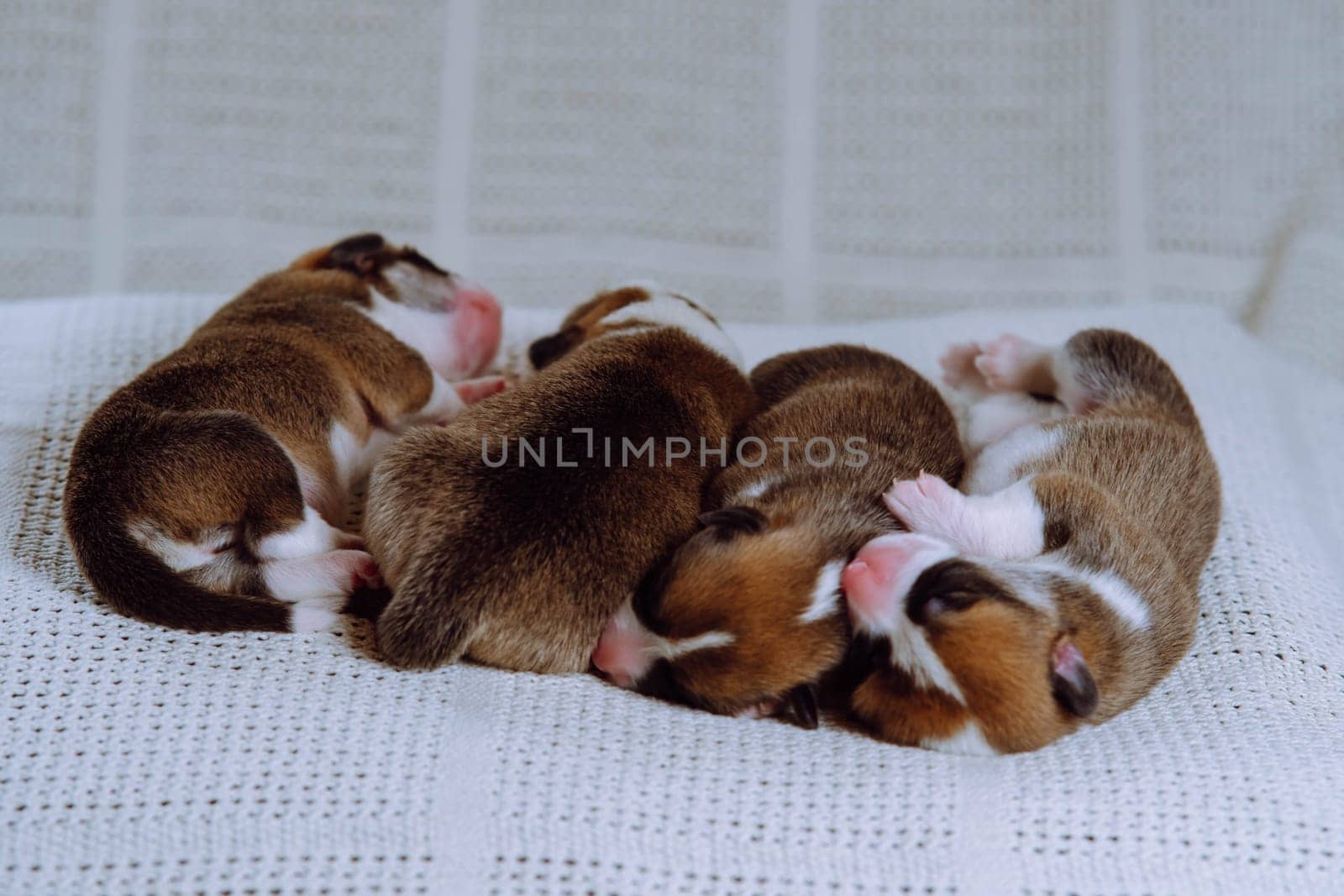 Dog breeding. Four newly born Welsh Corgi puppies are sleeping sweetly cuddled up to each other on white couch at home. Keeping and feeding pets. Veterinary care during childbirth. Raising puppies.
