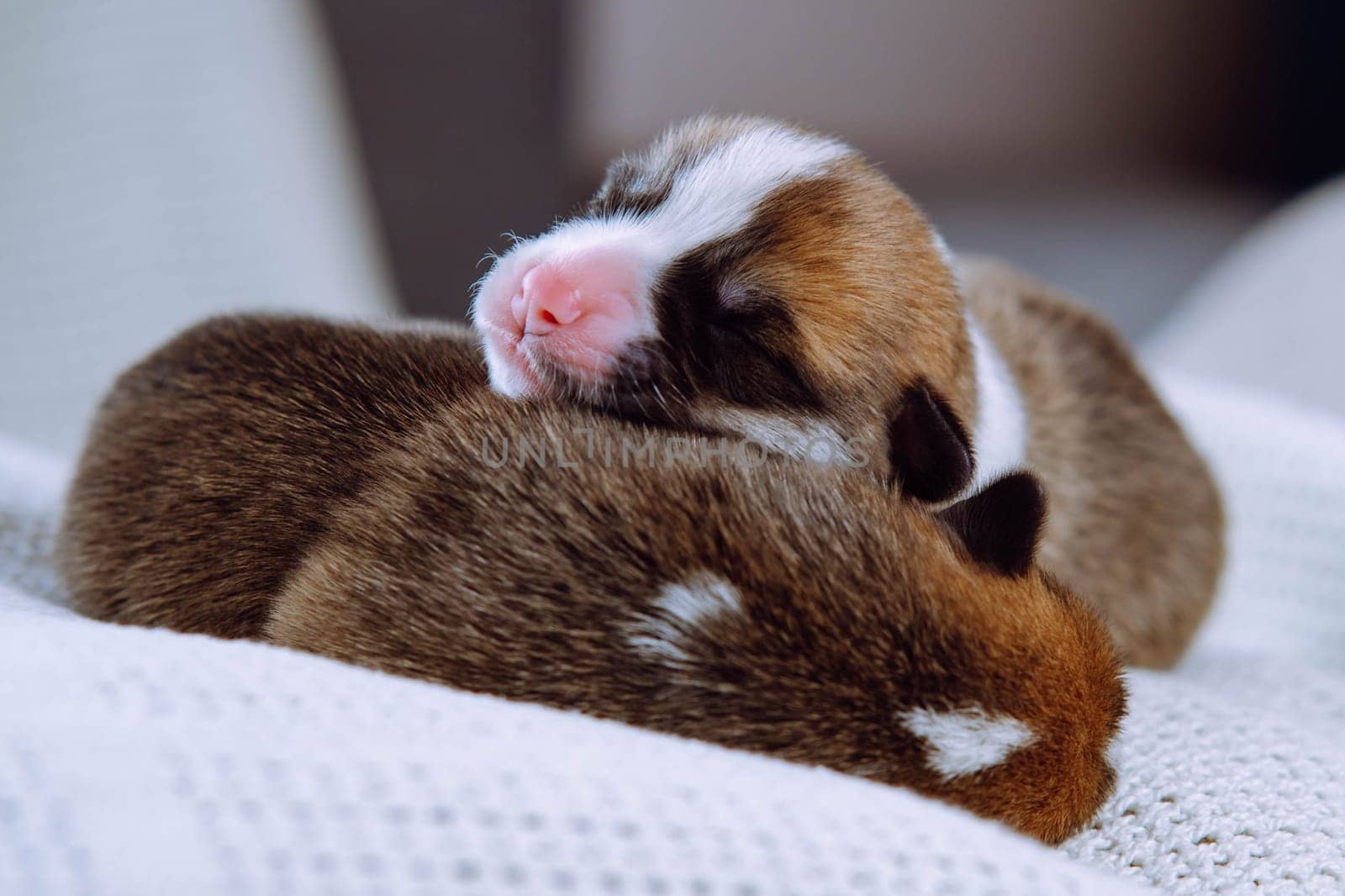 Two newly born puppies are sleeping, one has put his head on back of second. Keeping and feeding pets. Veterinary care during childbirth. Raising puppies. Group of puppies. Dog breeding.
