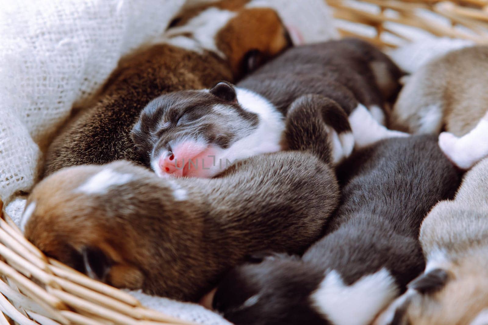 Small newborn Welsh Corgi puppies, snuggled up to each other, sleeping sweetly in wicker basket. Caring and tenderness. Maintenance and feeding of pets. Raising puppies. Dog breeding.