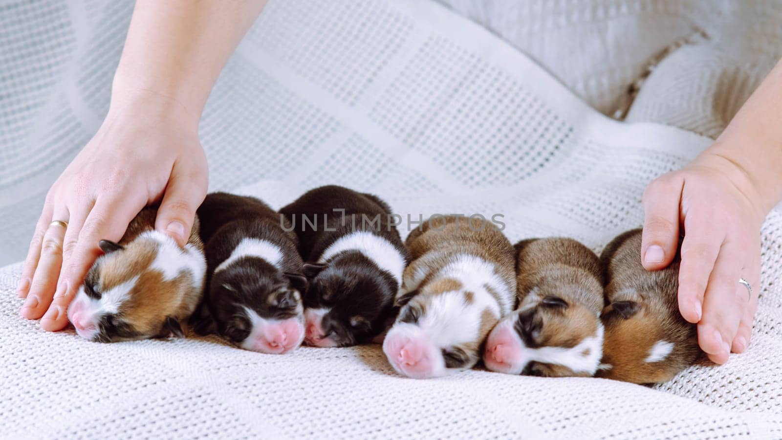Inspection of newborn puppies in veterinary clinic. Six babies are lying on white blanket, they are gently touched by doctor's hands. Maintenance and feeding of pets. Raising puppies. Dog breeding.