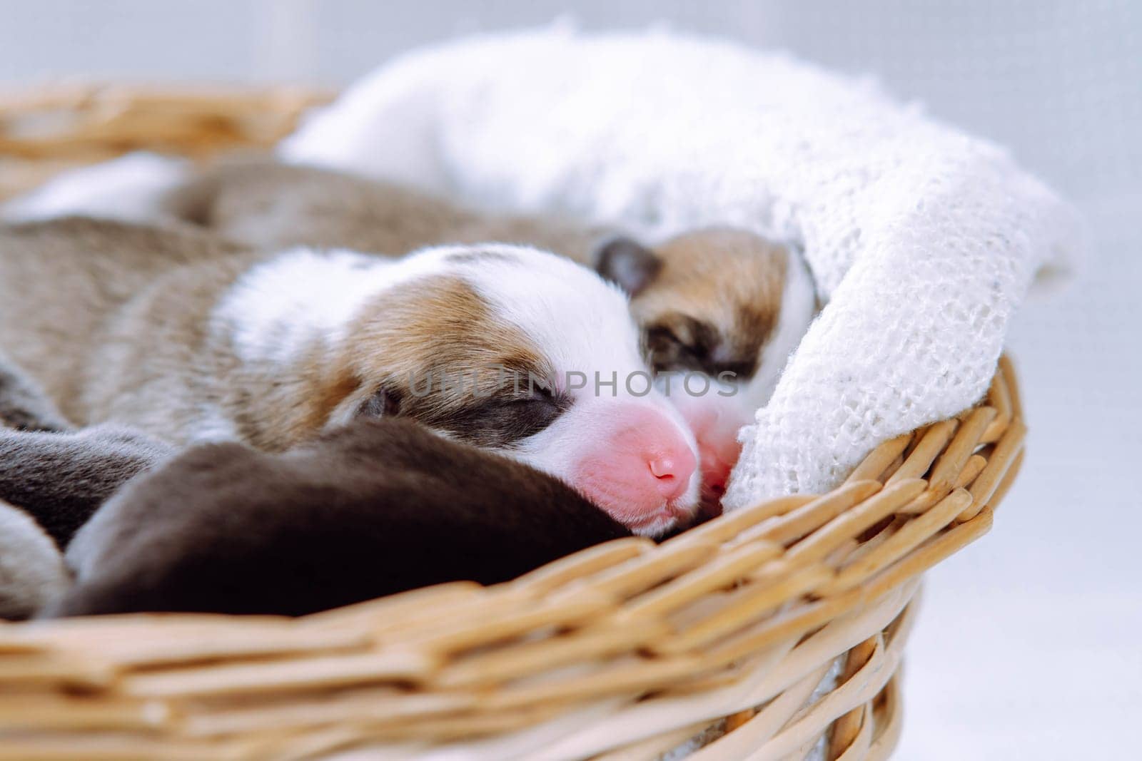World of animals. Little charming Welsh Corgi puppies, snuggled up to each other, sleeping sweetly in wicker basket. Childhood. Dog breeding. Positive emotions. Raising puppies. Corgi puppy.