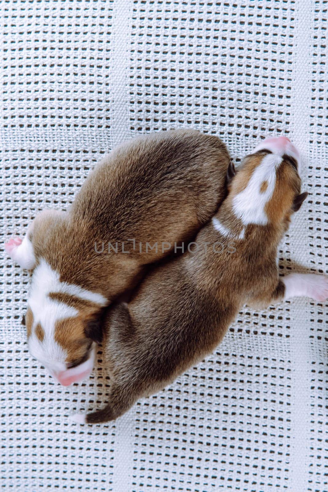 Portrait from above of two beautiful newborn Welsh Corgi puppies sleeping on snow-white couch next to each other. Keeping and feeding pets. Veterinary care during childbirth. Raising puppies.