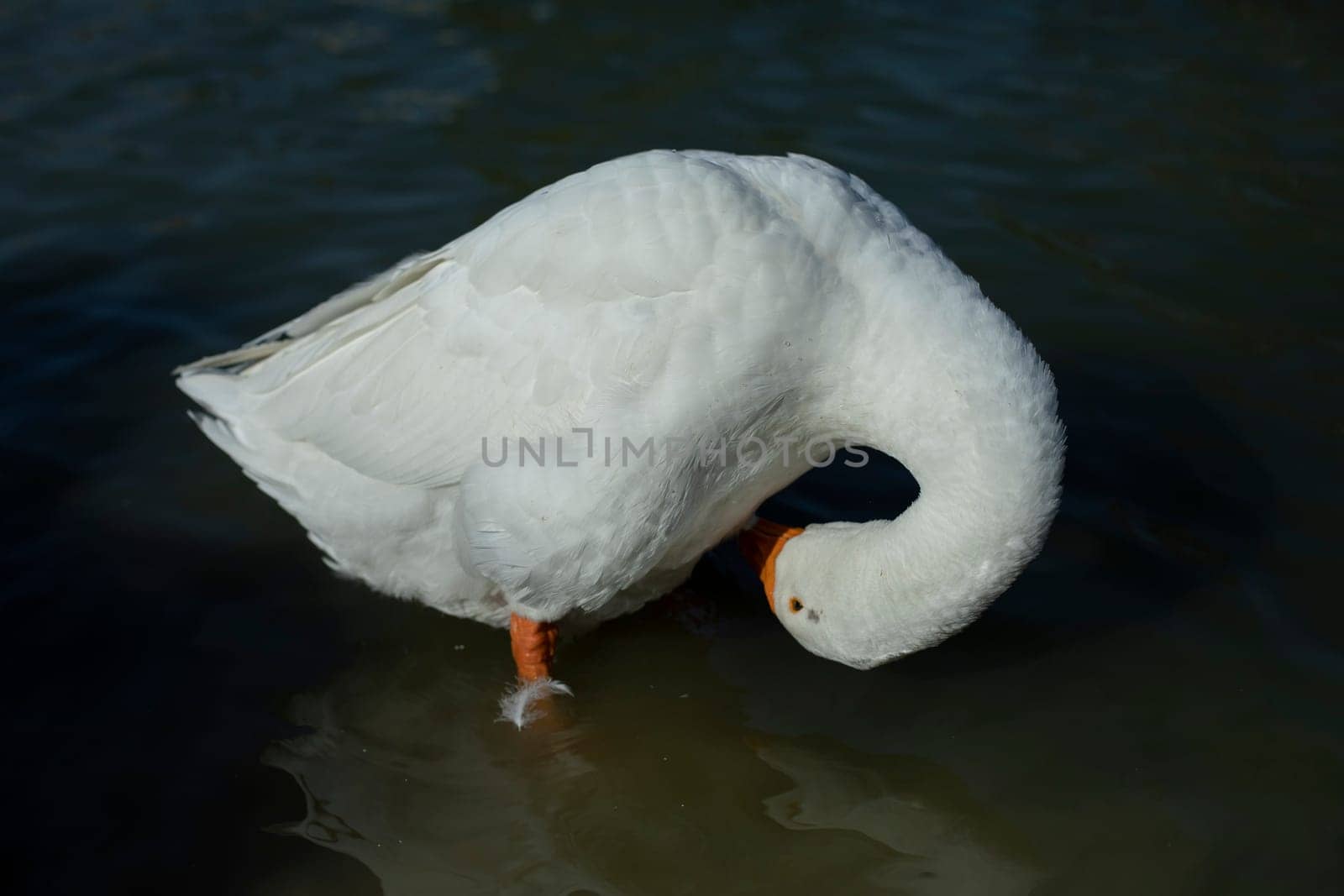 Geese on pond. Poultry in countryside. White feathers. Animal on lake. Waterbird.