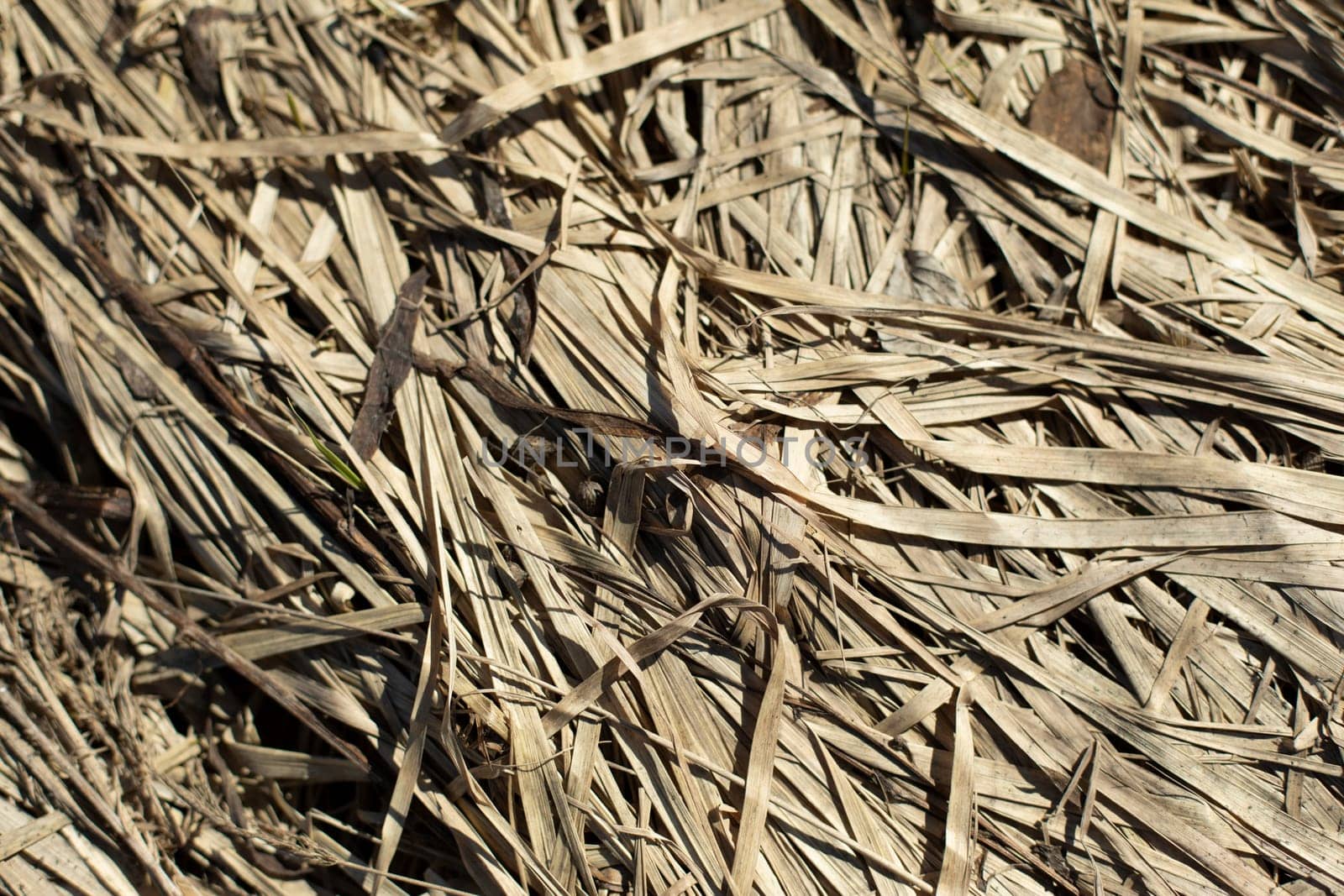 Dry grass in spring. Plant texture. Plexus of stems.
