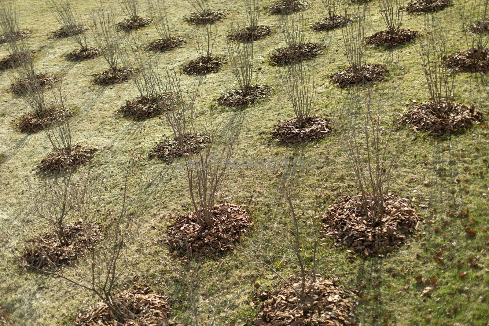 Planting trees in park. Tree seedlings in ground. Lots of holes with plants. Greening of urban environment.