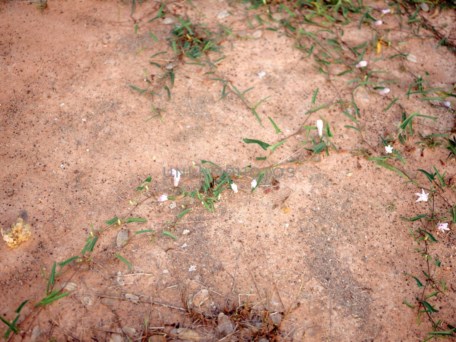 Swamp cabbage/Kale vegetables in the floor. NATURE BACKGROUND