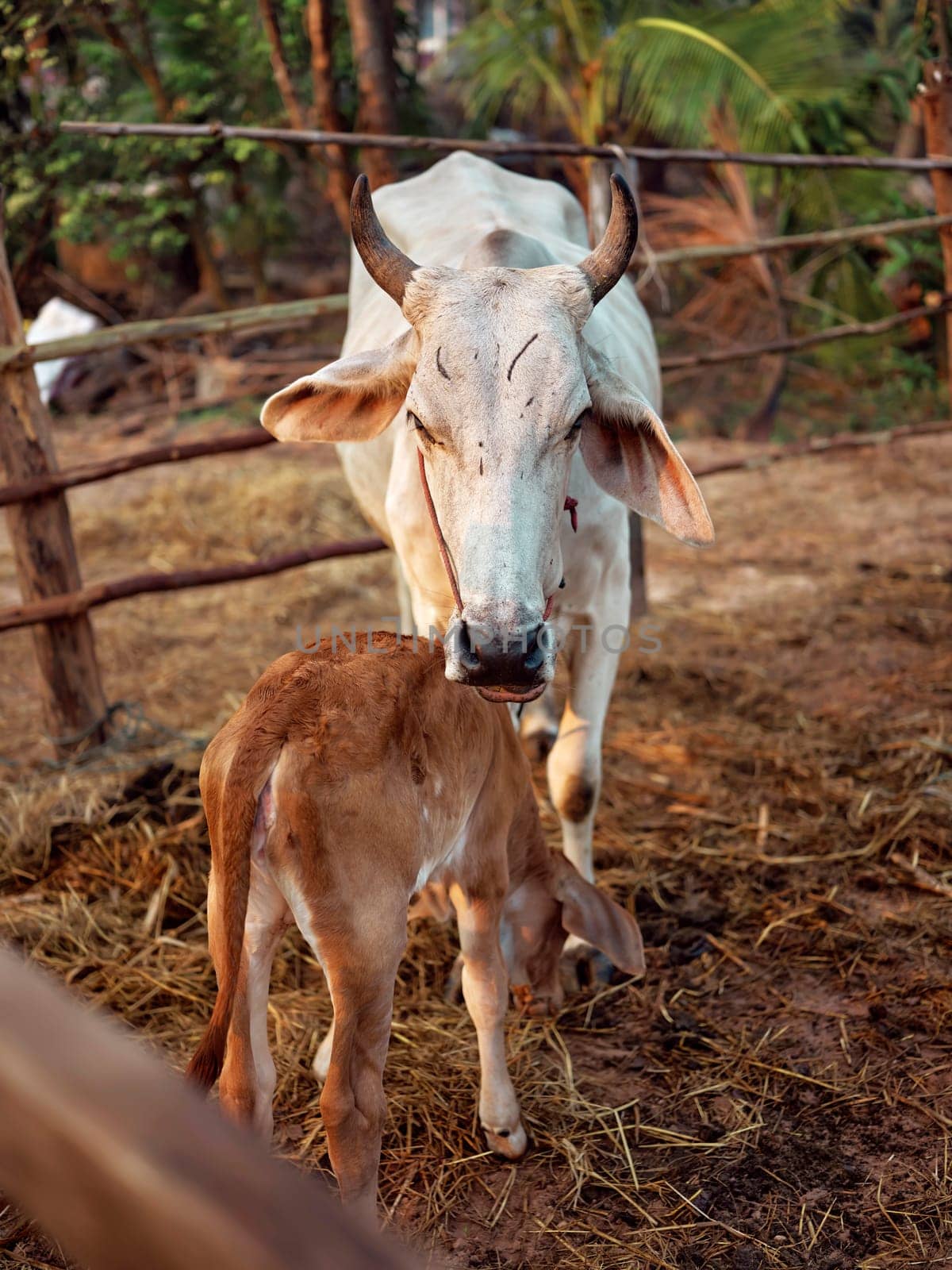 Close-up of mother THAI cow's face watching over her tiny newborn