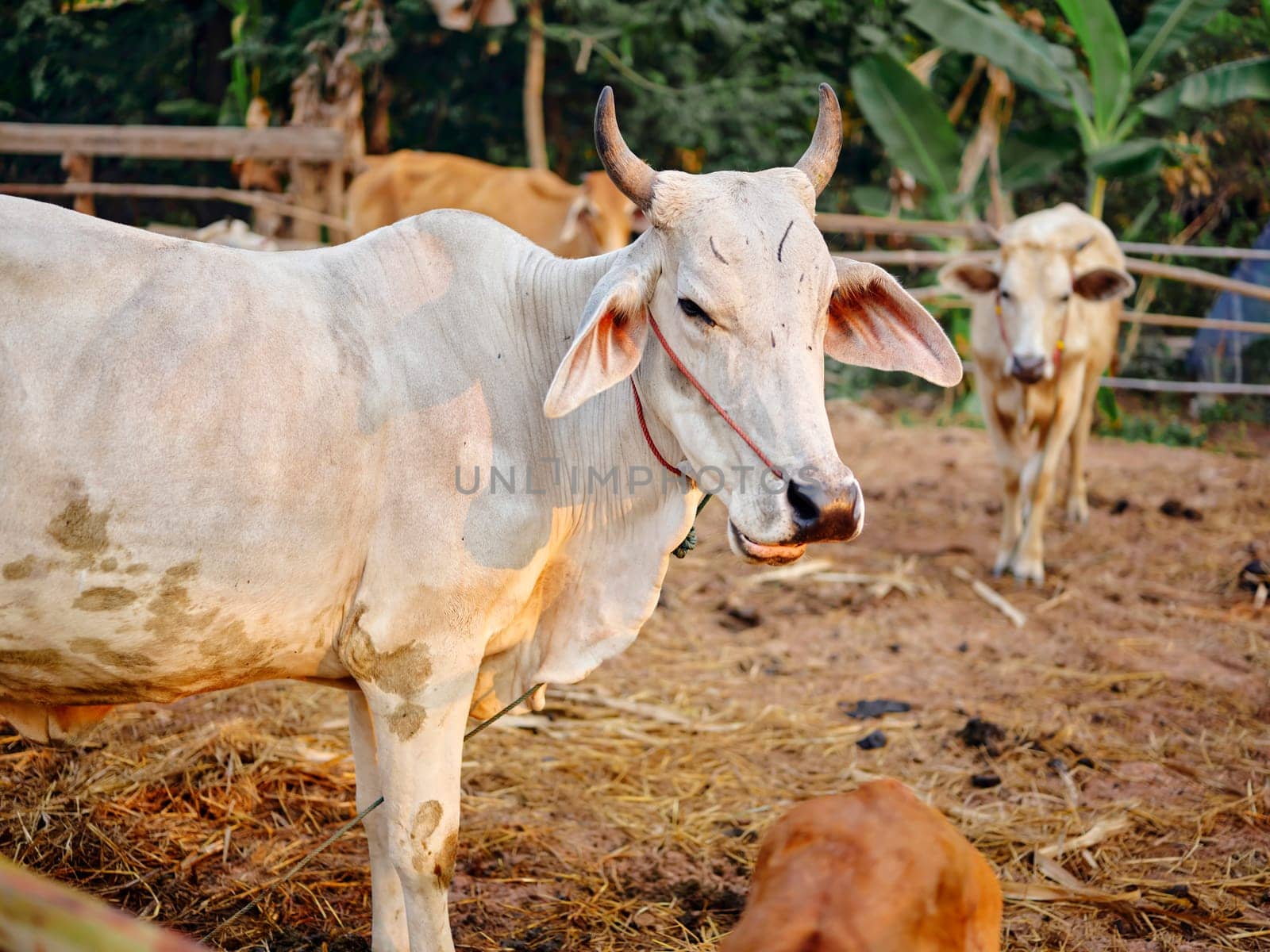 Cows farm in Thailand, southeast Asia.