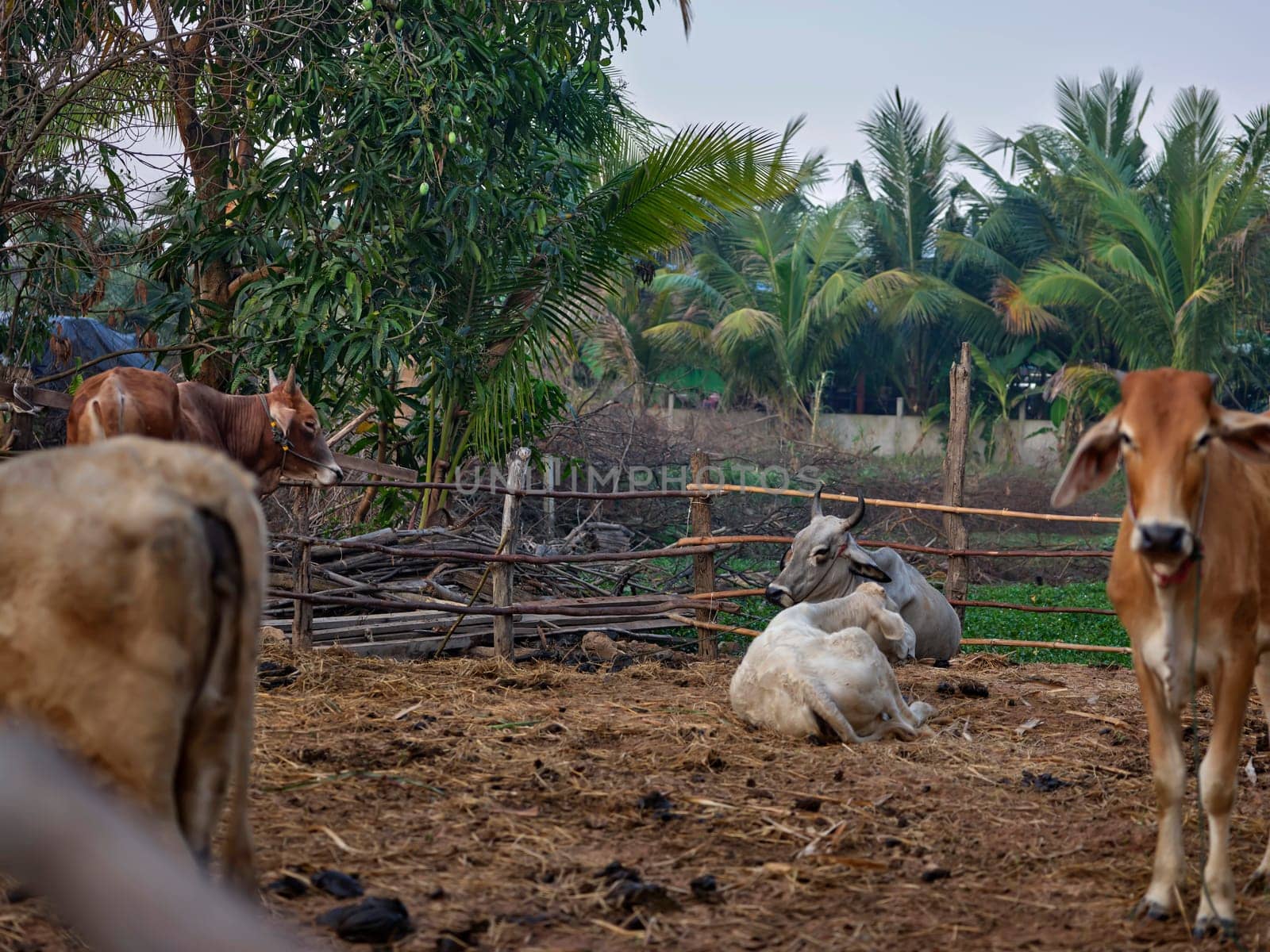 Cows farm in Thailand, southeast Asia.