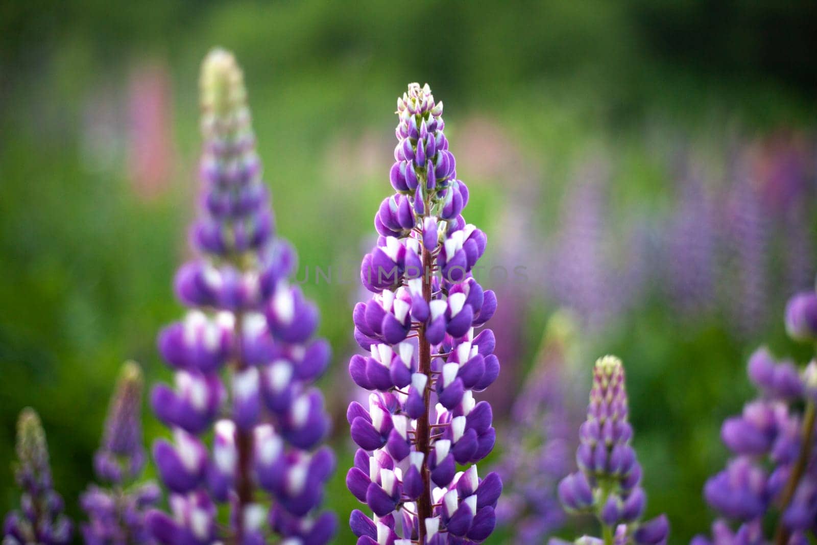 Purple flowers in field. Plants in garden. Useful plant. Russian tea. Countryside.