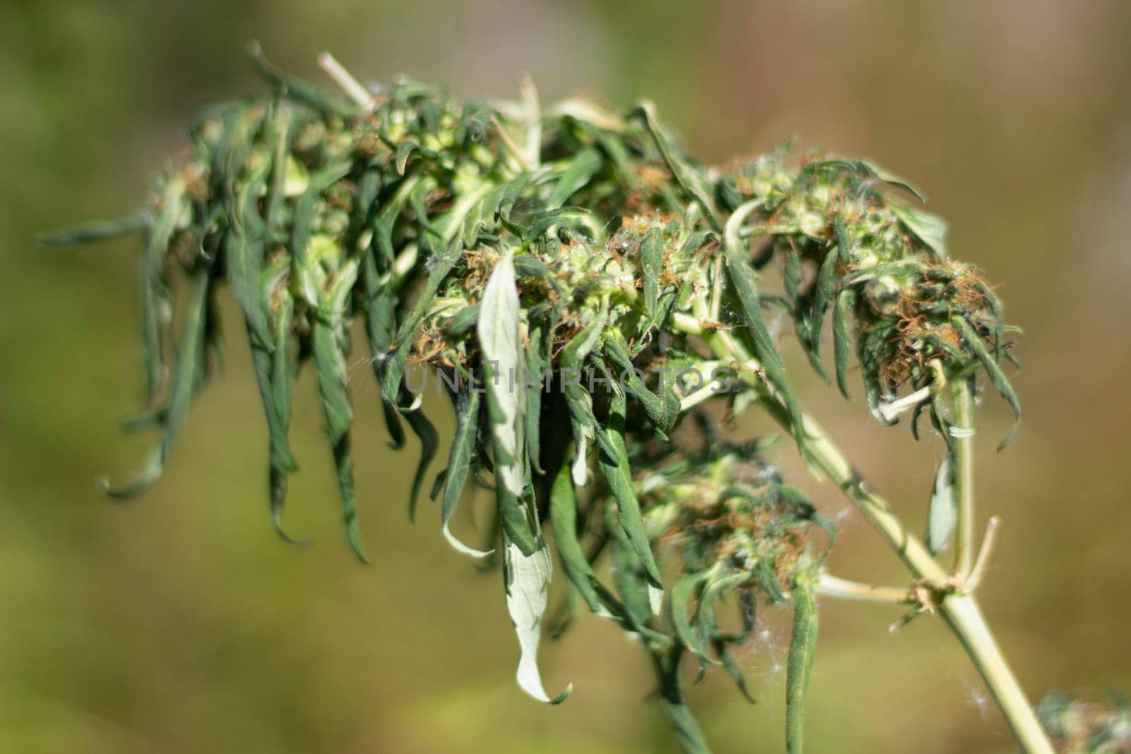 Marijuana grows in field. Cannabis plant. Drugs are harmful to health. Hemp leaves in nature.