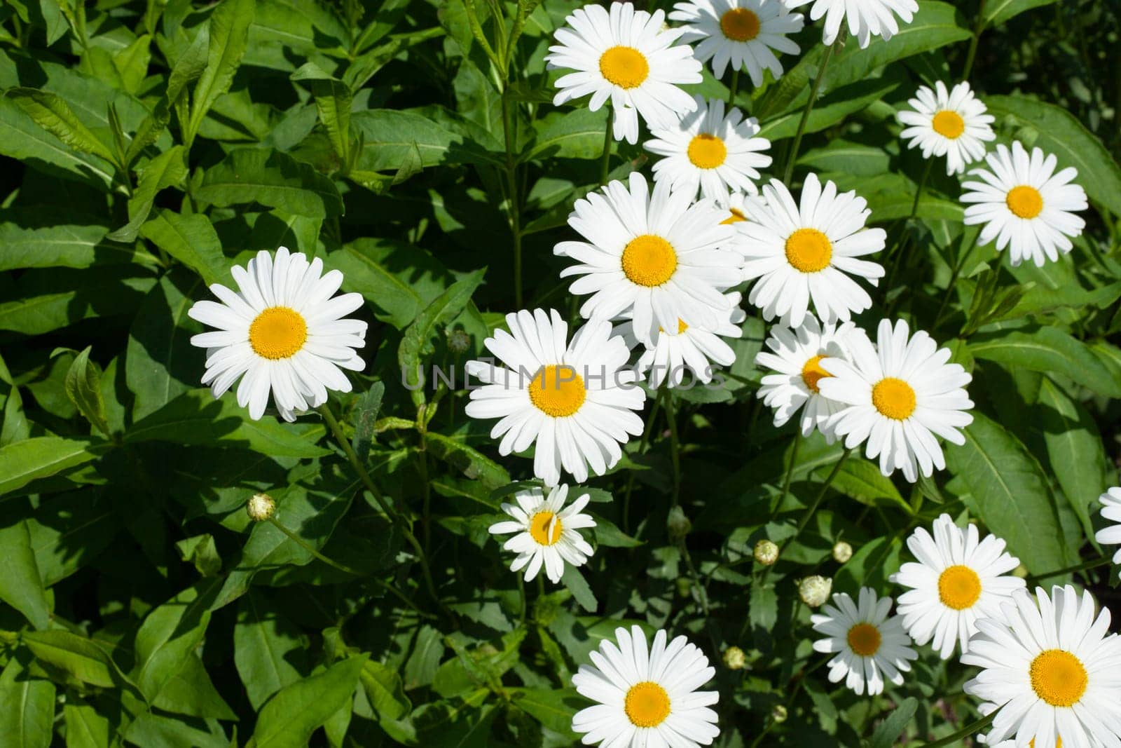 White daisies in field. Flowers in village. Beauty of nature. Petals in summer.