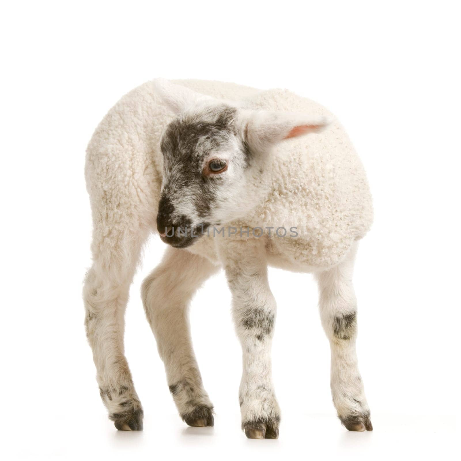 Lamb standing up, isolated on a white background