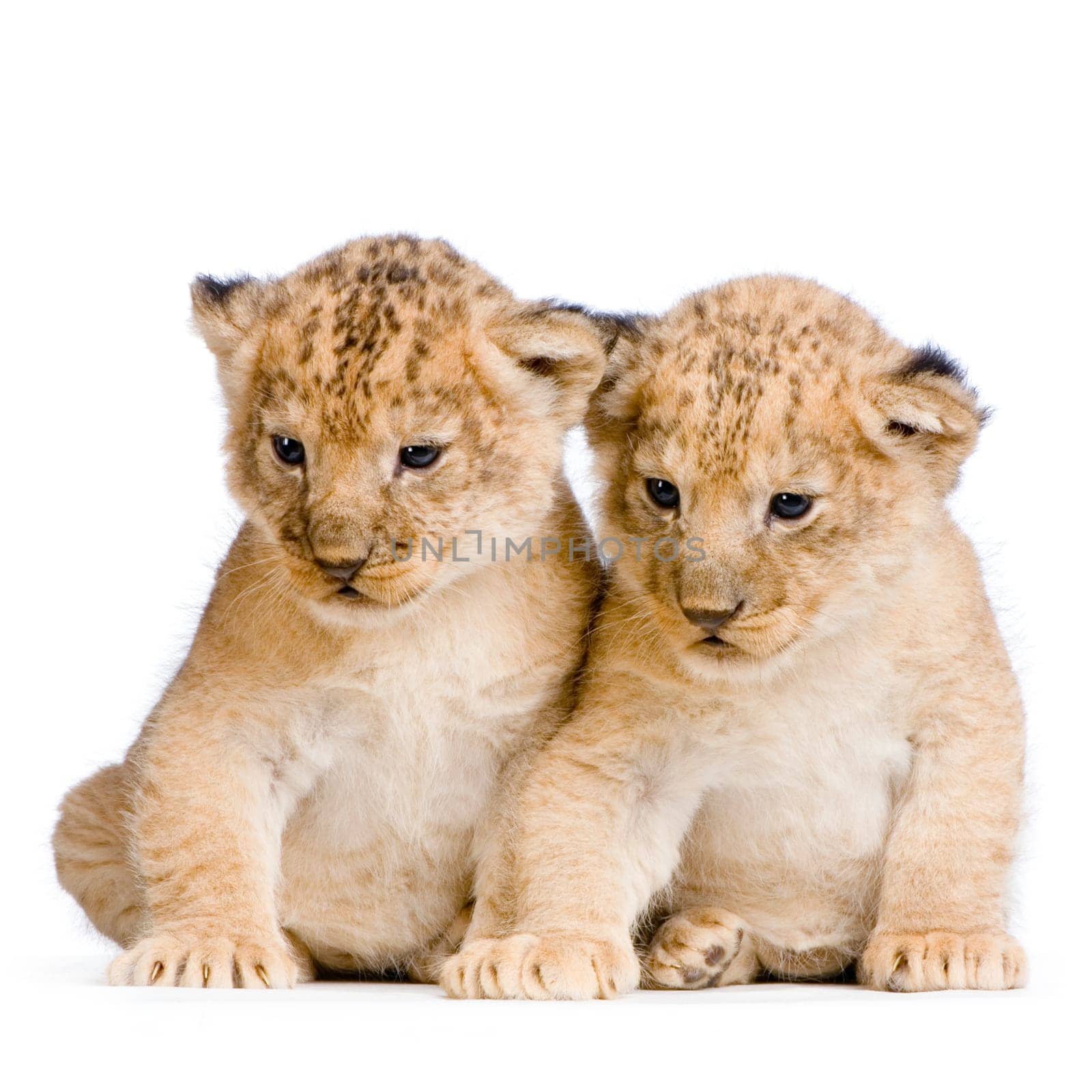 two Lion Cubs  (3 weeks) in front of a white background. All my pictures are taken in a photo studio.