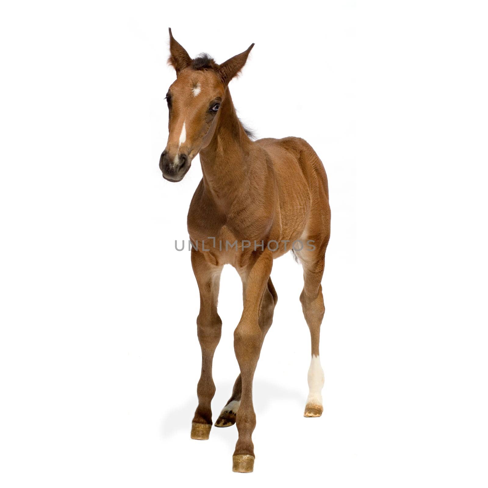 Foa in front of a white background
