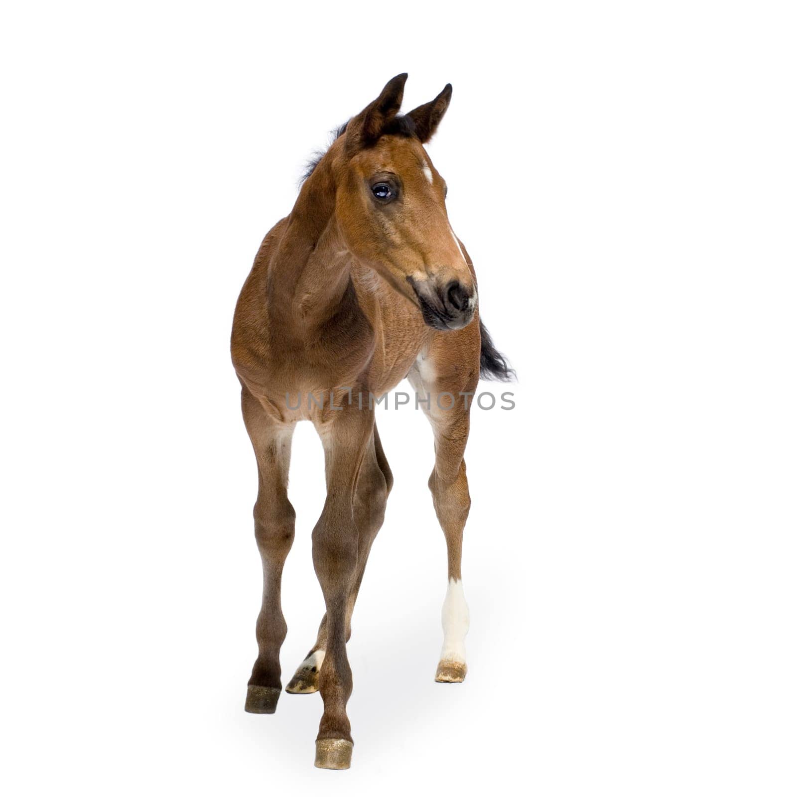 Foa in front of a white background