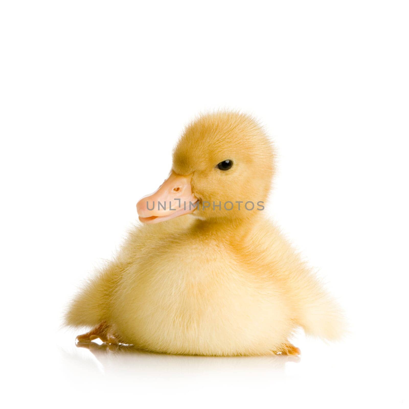 Duckling in front of a white background