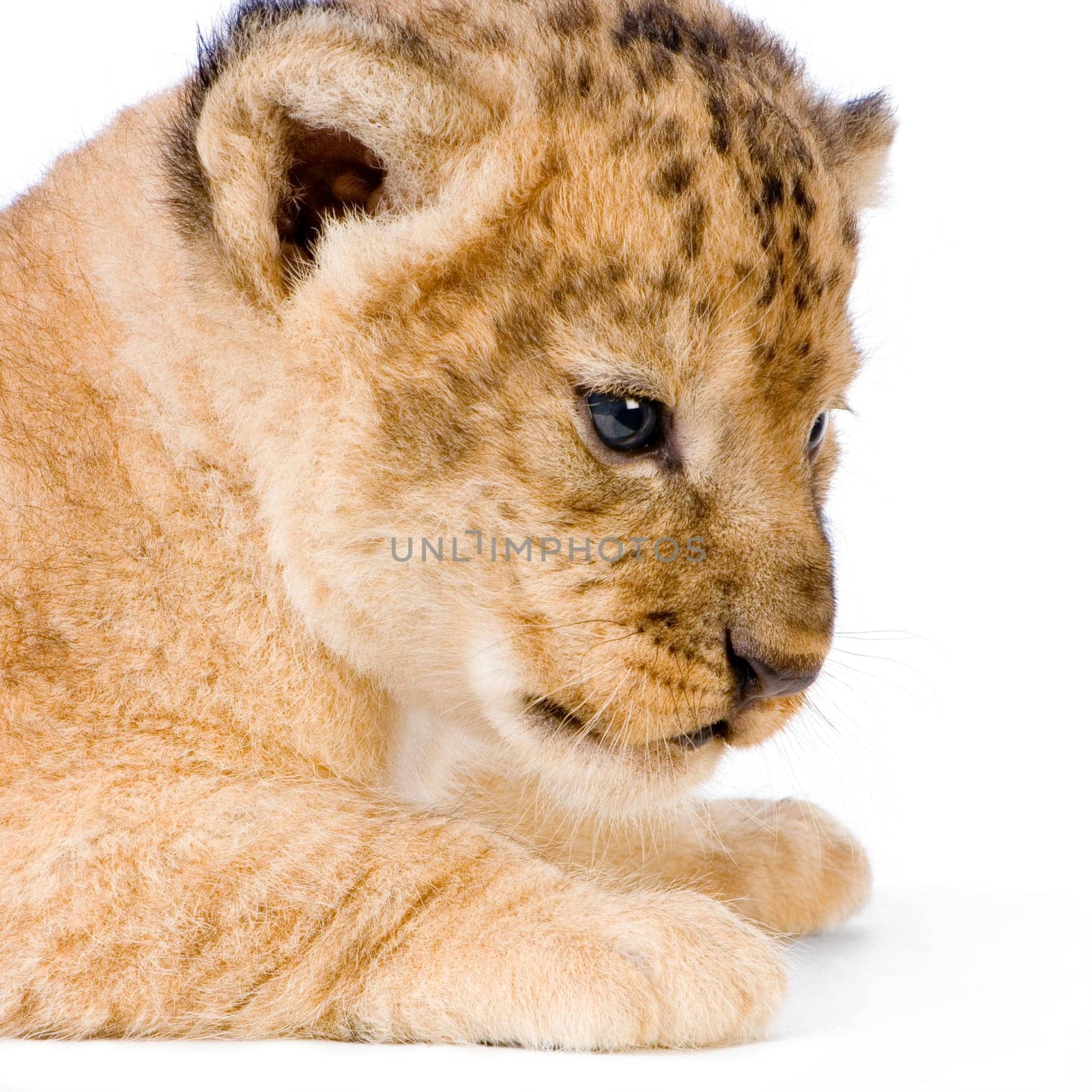 close-up on a Lion Cub (3 weeks) in front of a white background. All my pictures are taken in a photo studio.
