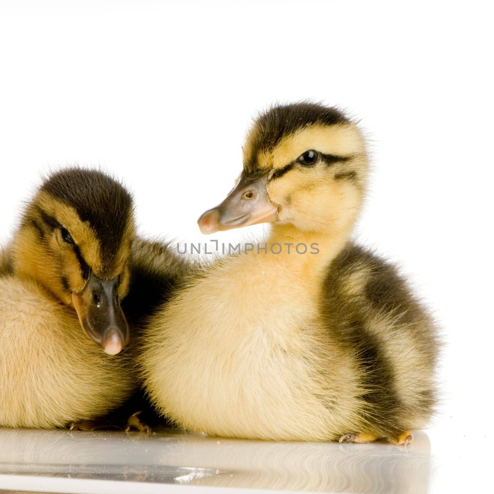 Duckling in front of a white background
