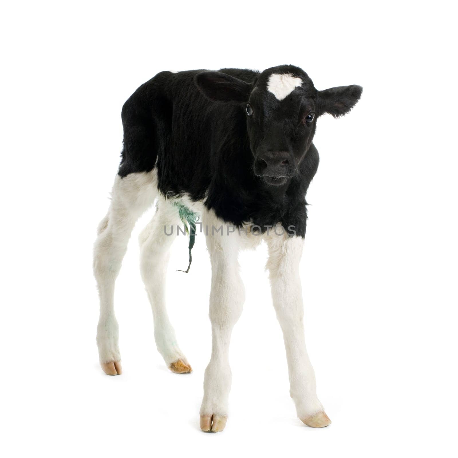 calf in front of a white background