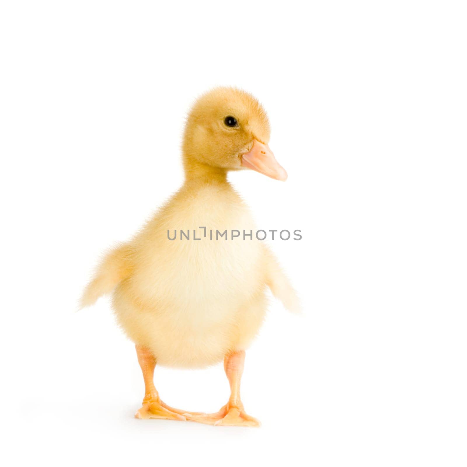 Duckling in front of a white background