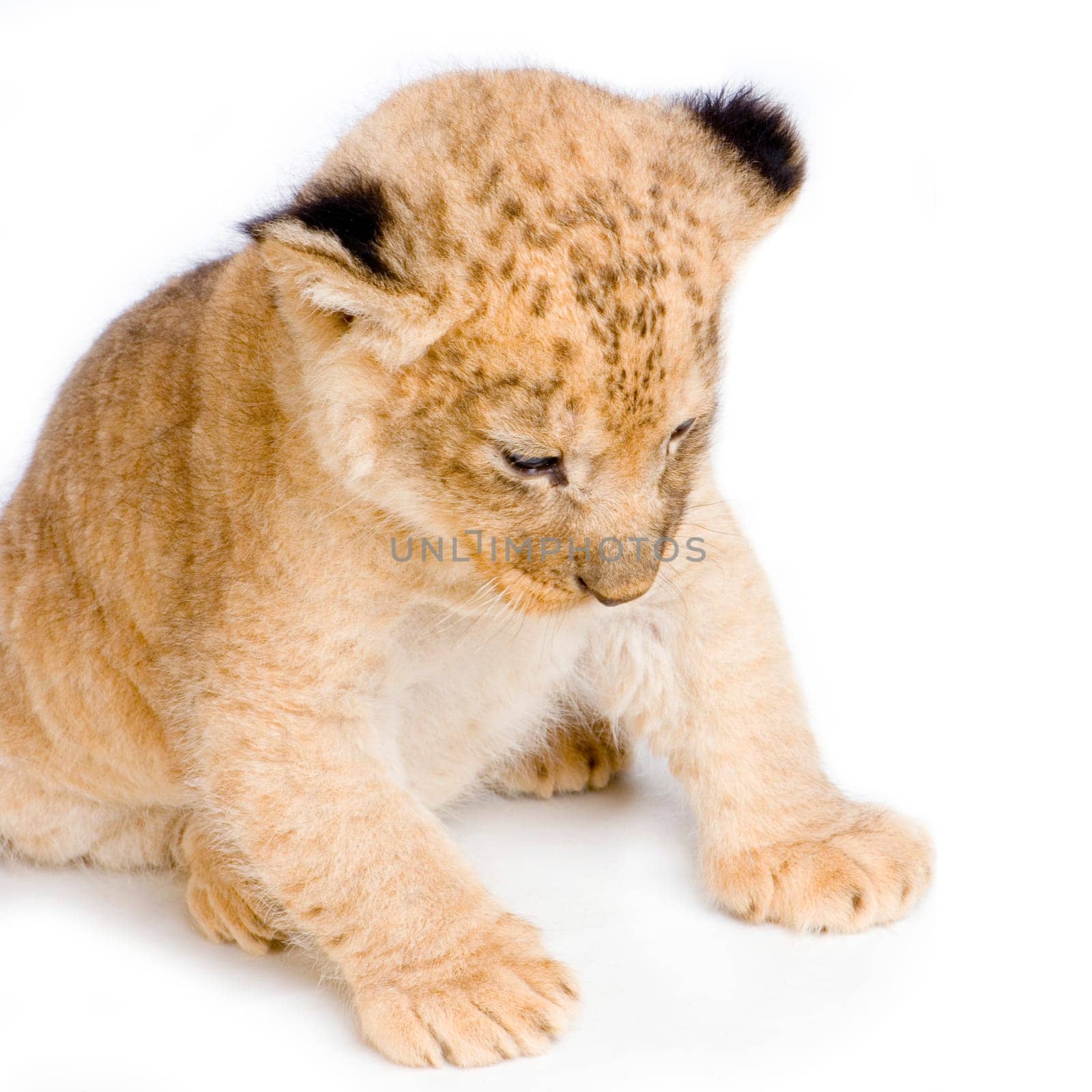 Lion Cub (3 weeks) sitting in front of a white background. All my pictures are taken in a photo studio.