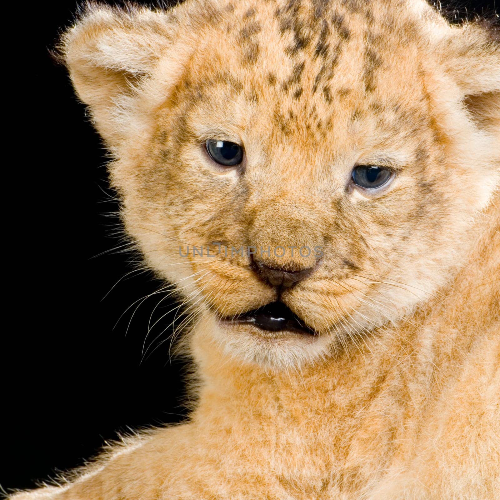 Lion Cub in front of a black background. All my pictures are taken in a photo studio.