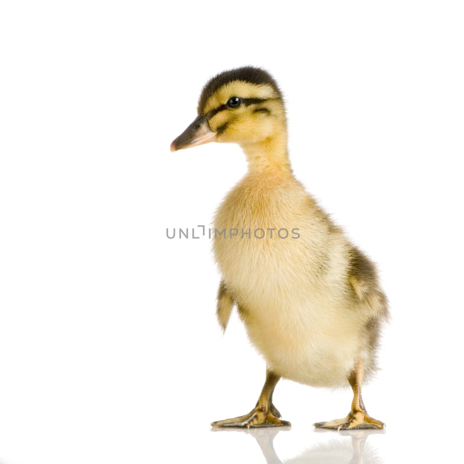 Duckling in front of a white background