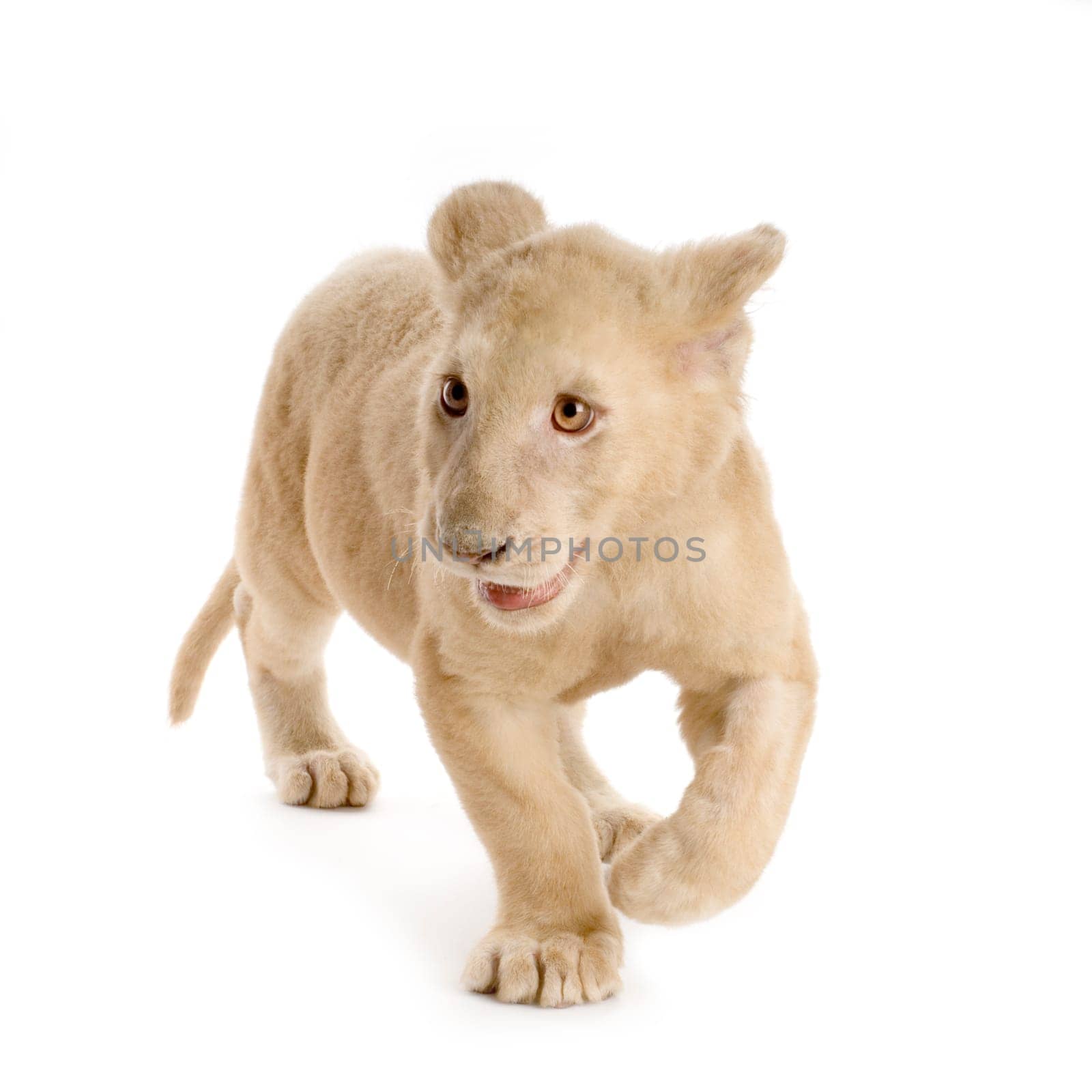 studio shot of a white Lion Cub  (5 months) in front of a white background.