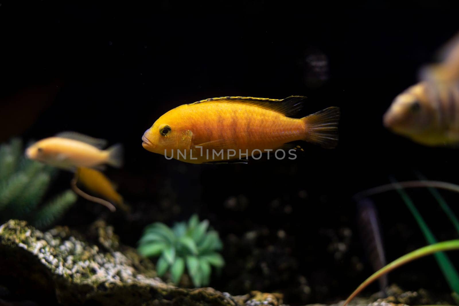 Fish in aquarium. Underwater world. Fish swim in water. At bottom of aquarium.