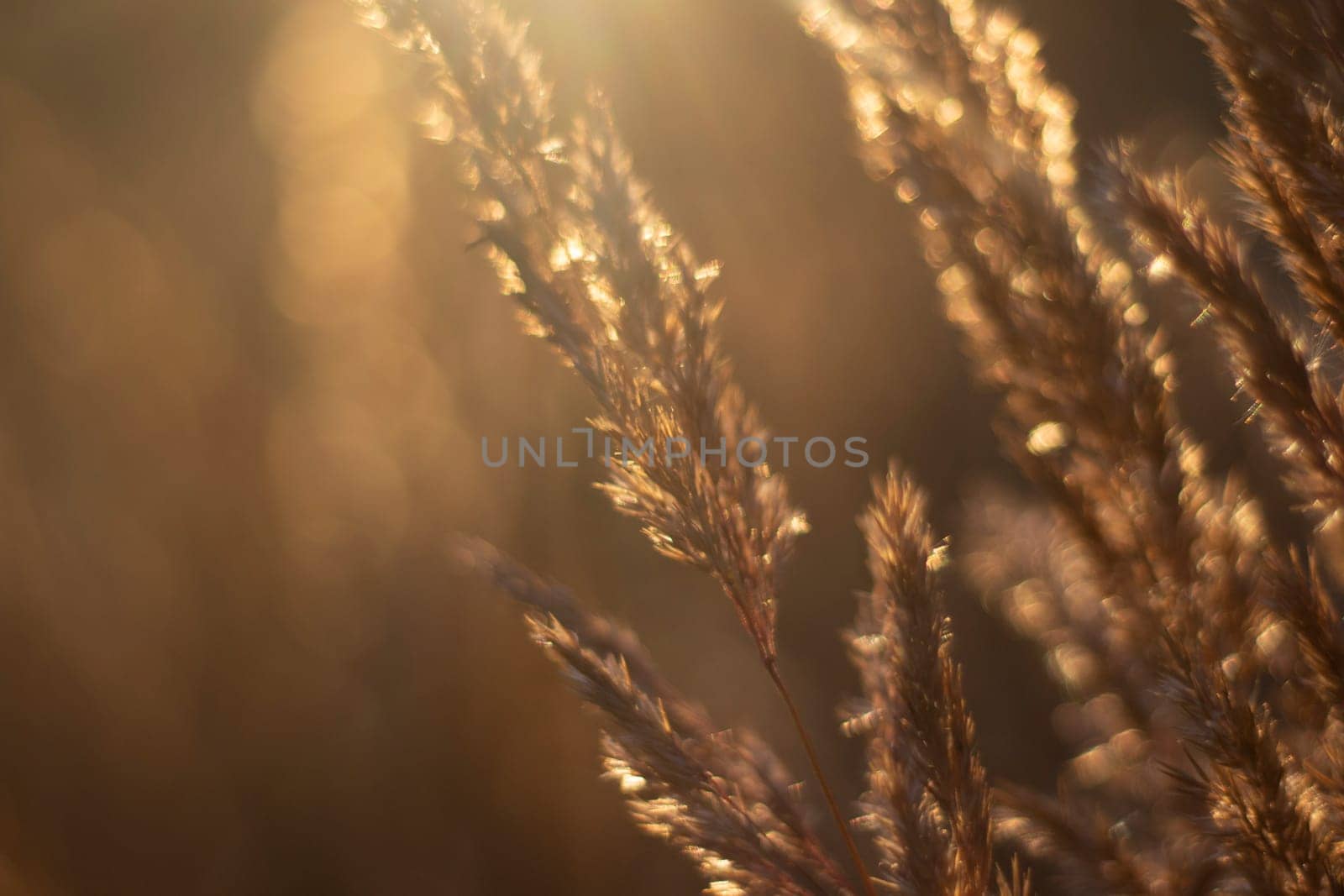 Dry grass in sun. Light in field. Details of morning nature. Golden Hour in Park.