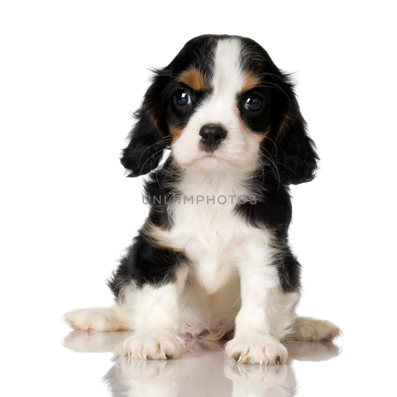 Cavalier King Charles Spaniel puppy sitting in front of a white background