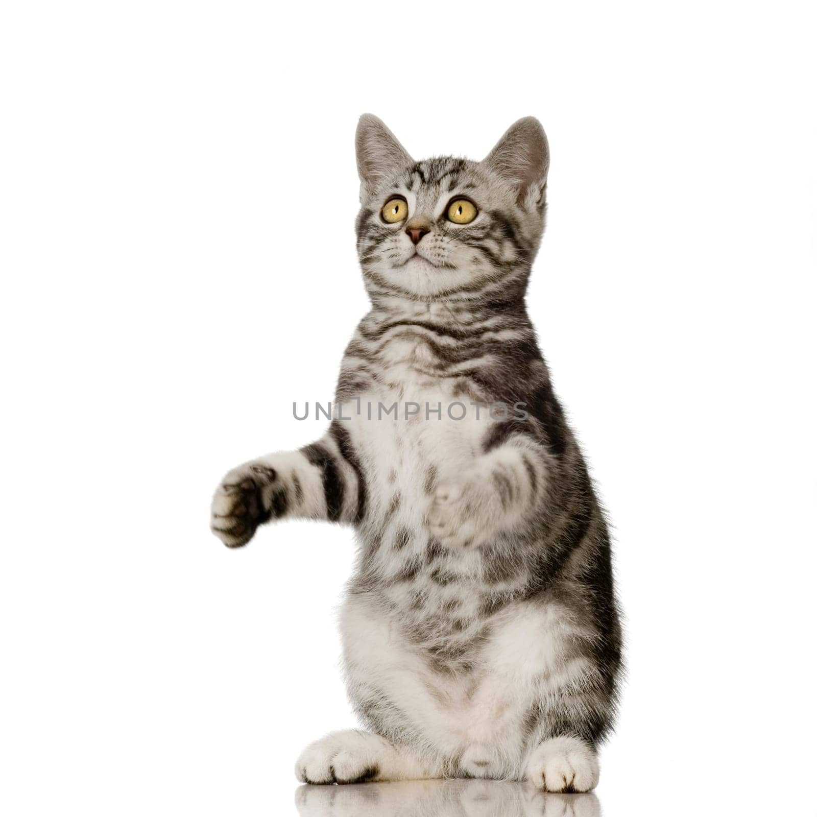British Shorthair kitten in front of a white background