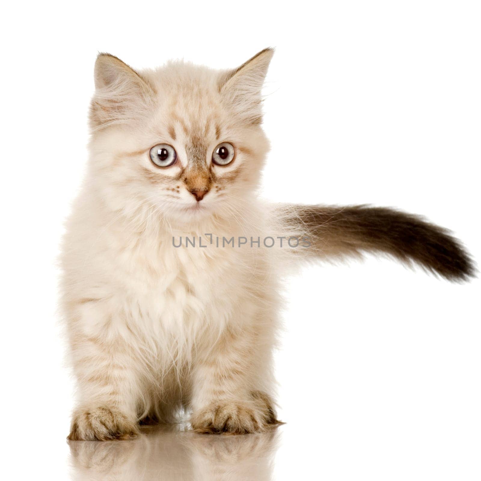 Blu-tabby-point Birman kitten in front of a white background