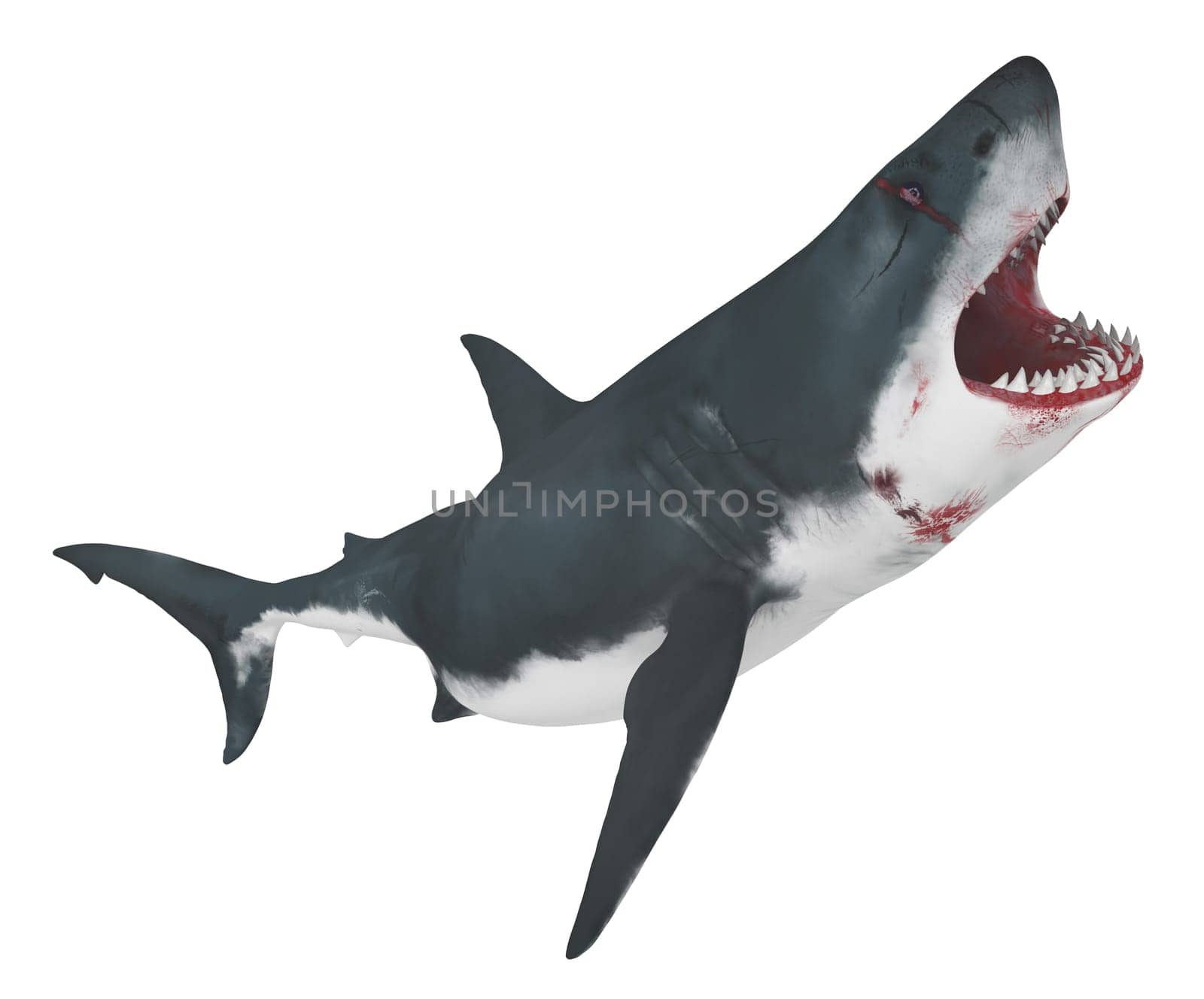 Computer generated 3D illustration with a great white isolated on white background