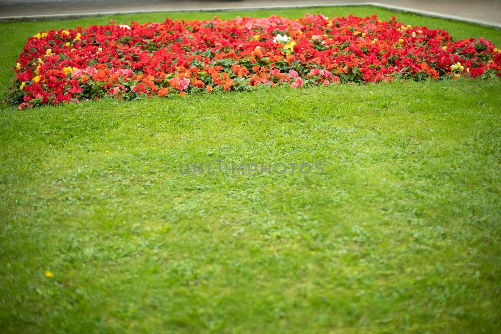 Green lawn with flowers. Flowers in garden in summer. Beautiful park in detail. Green grass.