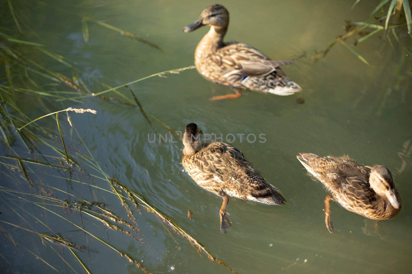 Ducks on water. Bird in river. Animals in wild. Ducks swim.