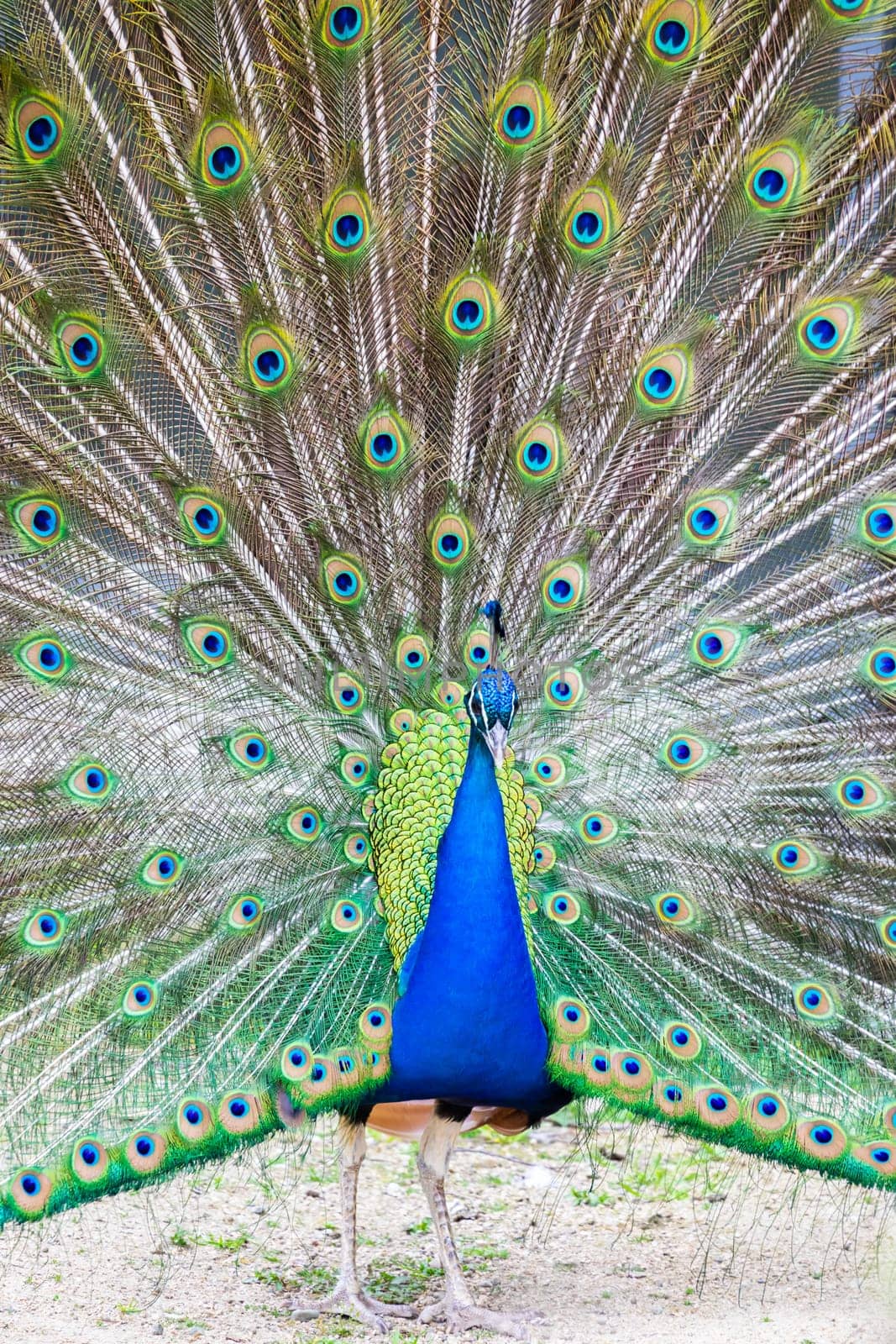 Peacock portrait - Beautiful colourful peackock feather, nobody, isolated.