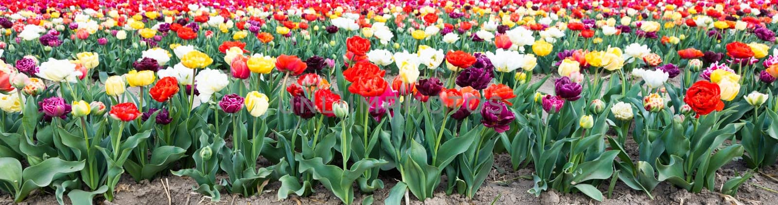 Blooming tulips field in Holland, springtime - beautiful multicolored background, sunlight