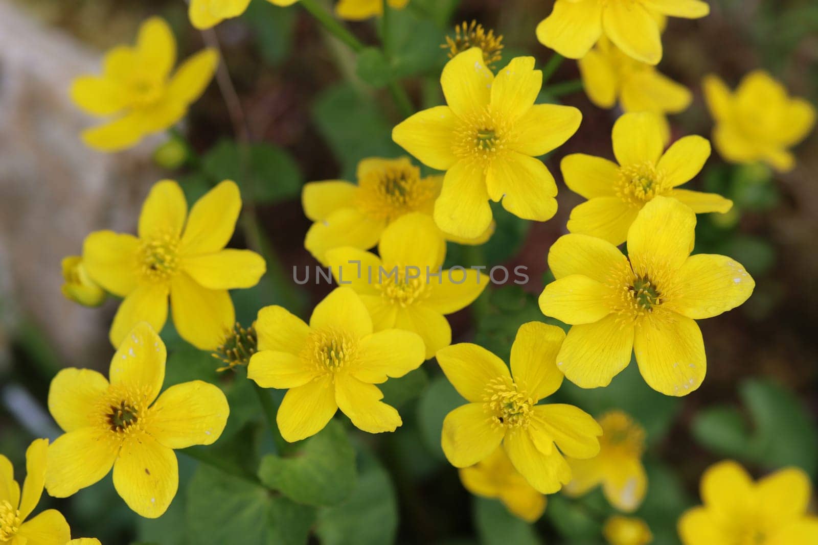 Sumpfdotterblume (Caltha palustris), auch Sumpf-Dotterblume, am Gartenteich