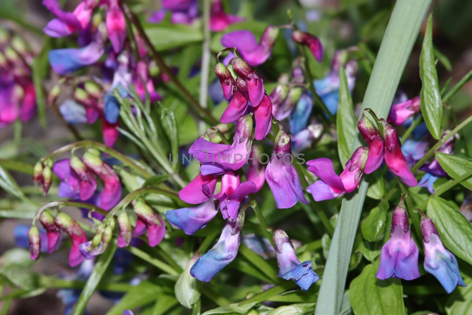 Frühlings-Platterbse (Lathyrus vernus)