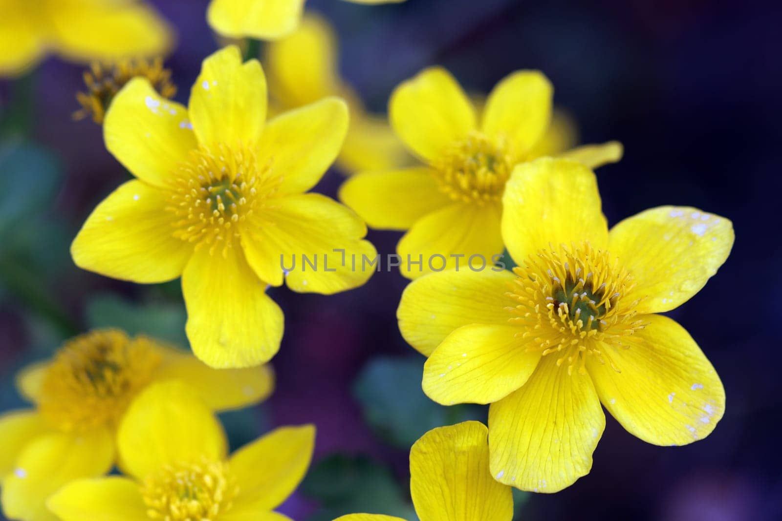 Sumpfdotterblume (Caltha palustris), auch Sumpf-Dotterblume, am Gartenteich