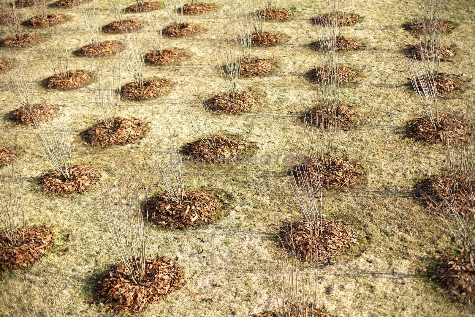 Planting trees in park. Tree seedlings in ground. Lots of holes with plants. Greening of urban environment.